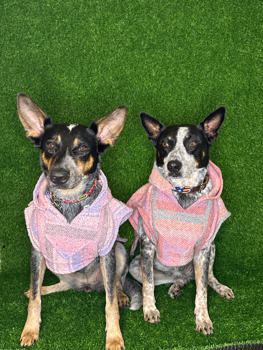 Dogs in mexican baja hoodies